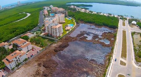 El manglar de Tajamar es recuperable si se deja crecer: científico de ECOSUR