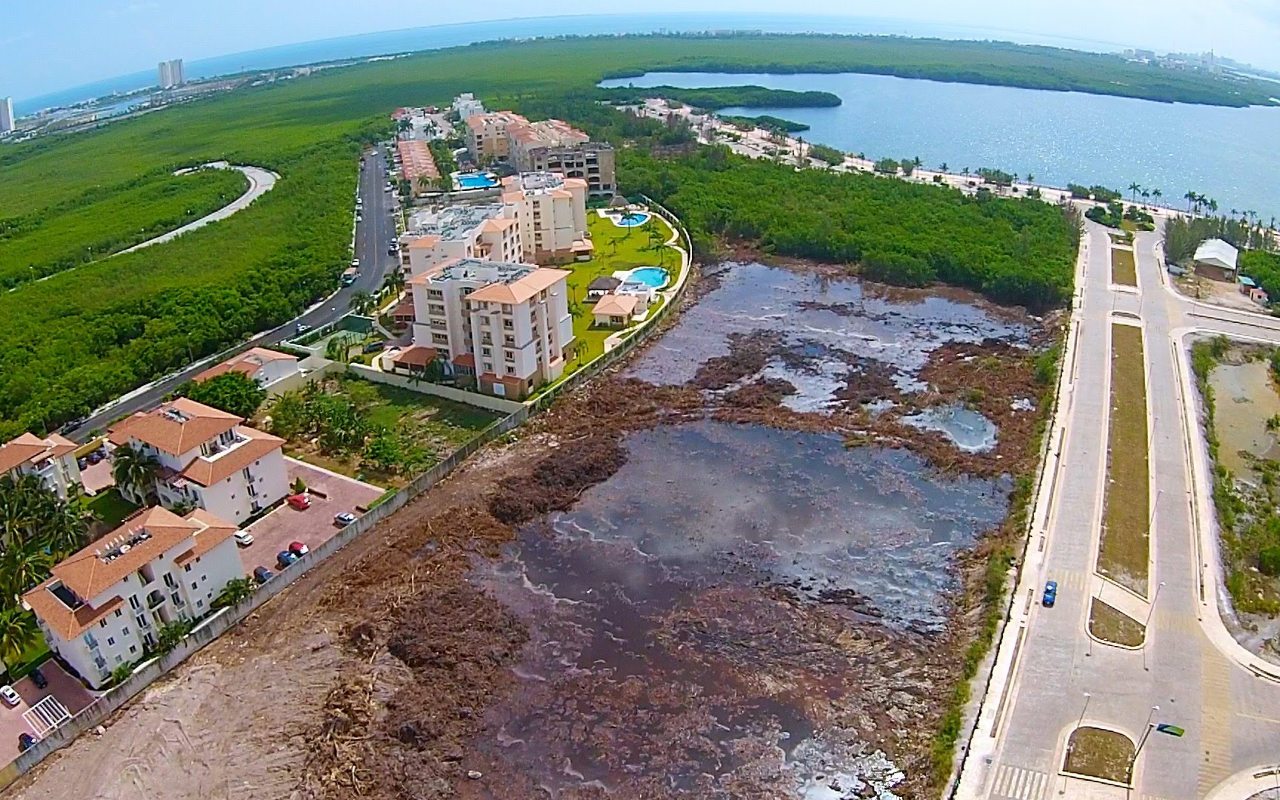 El manglar de Tajamar es recuperable si se deja crecer: científico de ...