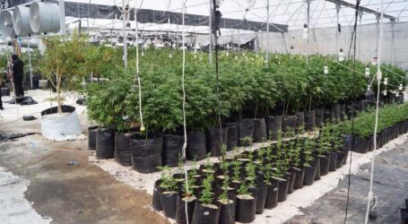 Invernadero de Marihuana en Zumpango, confiscado