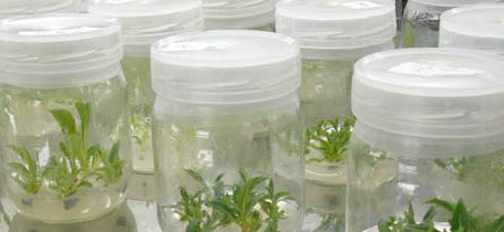 Cultivo in vitro crece frente a demanda de productos naturales