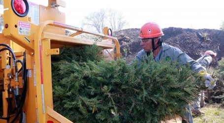 INICIAN CAMPAÑA DE RECICLAJE DE ÁRBOLES DE NAVIDAD NATURALES