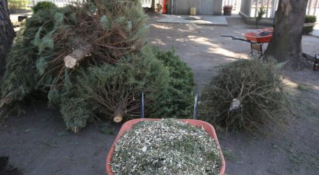 Tiene Metepec 8 centros de acopio para arboles de navidad