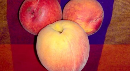 OCUPA EDOMÉX QUINTO LUGAR NACIONAL EN PRODUCCIÓN DE DURAZNO