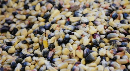 ES EL MAÍZ INDISPENSABLE EN ALIMENTACIÓN DE MEXIQUENSES