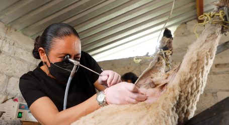 SON MÉDICOS VETERINARIOS UN PILAR EN EL SECTOR AGROPECUARIO MEXIQUENSE