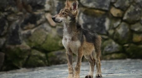 NACEN CACHORROS DE LOBO GRIS MEXICANO EN EL EDOMÉX