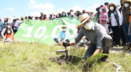 Supera Modelo Colaborativo de Trabajo Comunitario Pie a Tierra meta de reforestación en el Parque Sierra Morelos