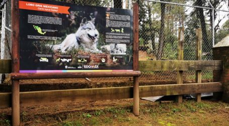BUSCAN AUTORIDADES A EJEMPLAR DE LOBO GRIS MEXICANO