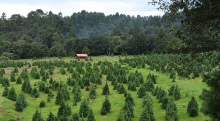 ESTÁN LISTOS 400 MIL ÁRBOLES MEXIQUENSES PARA ADORNAR LA NAVIDAD 2021