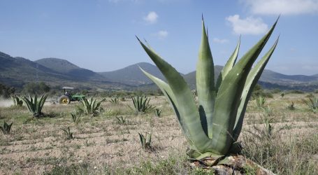 DESTINAN PRODUCTORES MEXIQUENSES MIL 600 HECTÁREAS AL CULTIVO DEL MAGUEY PULQUERO