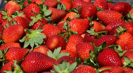 OCUPA ESTADO DE MÉXICO CUARTO SITIO NACIONAL EN PRODUCCIÓN DE FRESA