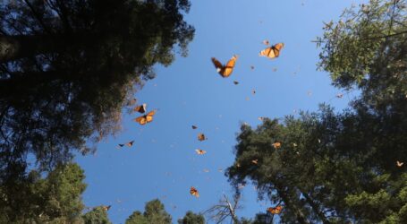 FOMENTAN TURISMO RESPONSABLE EN AVISTAMIENTO DE LA MARIPOSA MONARCA