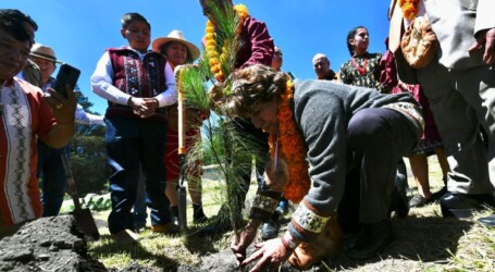 Lanza  Delfina Gómez gran programa de reforestación; “será el pulmón del país”