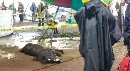 Fallece pony electrocutado en Expo Feria de Xonacatlán