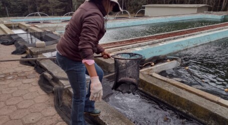 Mexiquenses consumirán 75 mil toneladas de pescado en Semana Santa: Secretaría del Campo