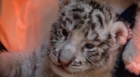 Convocan a la niñez mexiquense a ponerle nombre a dos crías de tigre blanco