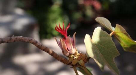 FLOR DE LAS MANITAS, SIMPLEMENTE EXCEPCIONAL