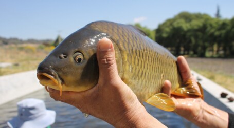Carpa, el pez más abundante en los criaderos del Estado de México