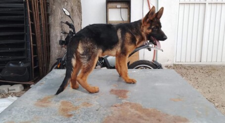 Hércules nuevo integrante en Seguridad Pública de Metepec