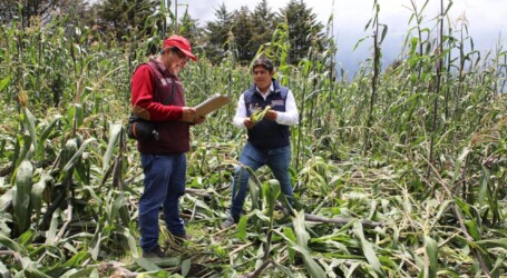Verifica Secretaría del Campo afectaciones al maíz en parcelas de pueblos originarios