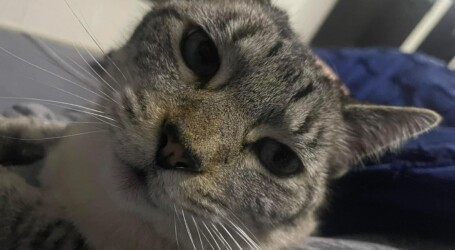 Se celebra en Edomex el Día Internacional del Gato