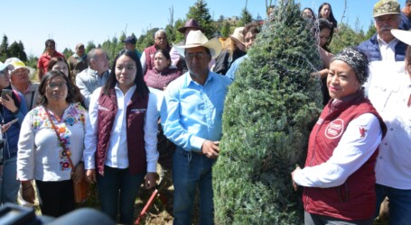 Este jueves se realizó el corte del primer árbol de Navidad en San Miguel Mimiapan, Xonacatlán