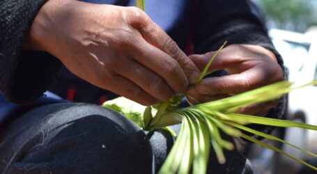EL DOMINGO DE RAMOS EN MANOS DE LOS ARTESANOS MEXIQUENSES