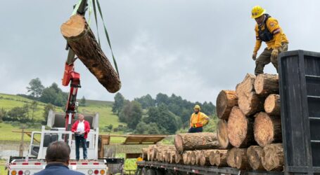 APENAS 3 CAMIONES DE MADERA TIPO TORTON, DECOMISARON EN JULIO