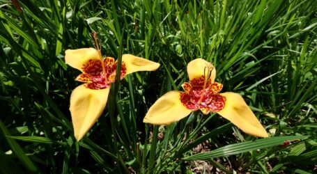 Realiza Centro Universitario Tenancingo de la UAEMéx Tercer Festival de las Tigridias