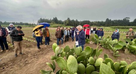 Impulsa ICAMEX cultivo de nopal, emblema de resiliencia y alimento saludable