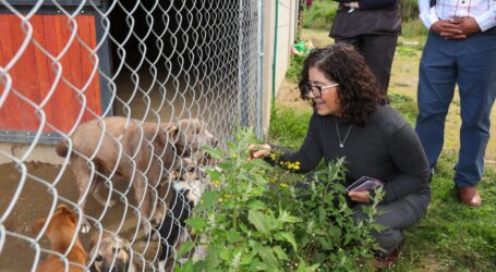 Avanza UAEMéx en construcción de una Agenda Universitaria de Bienestar Animal