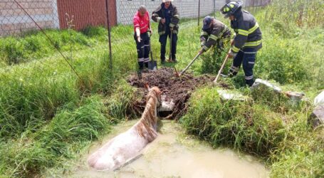 Rescata Protección Civil y Bomberos a caballo que cayó a una zanja