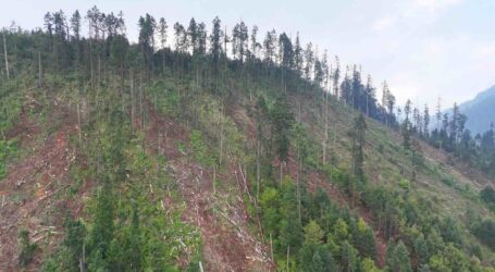 Muestran destrucción de bosque en Ocuilan; hay tala desmedida en “La Piedra” y “La Cachucha”