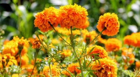 Esperan 1,991 mdp por la venta de flor de cempasúchil en Día de Muertos