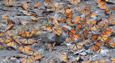 Llegan al Edoméx autoridades ambientales federales y de los estados por la Mariposa Monarca