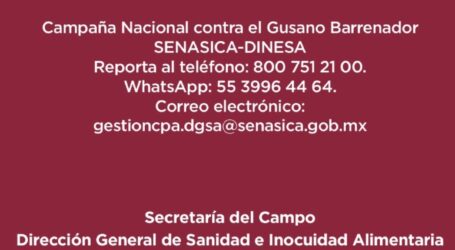 Refuerzan estrategia contra gusano barrenador, tras un caso detectado en Tlatlaya