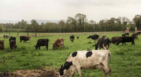 El gusano barrenador persiste: vigilancia y protocolos, indispensables con el regreso de las lluvias