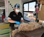 Esterilización animal, estrategia clave para enfrentar la sobrepoblación de perros y gatos