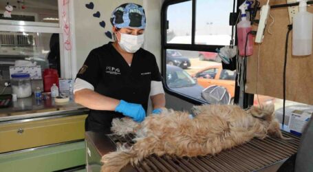 Esterilización animal, estrategia clave para enfrentar la sobrepoblación de perros y gatos