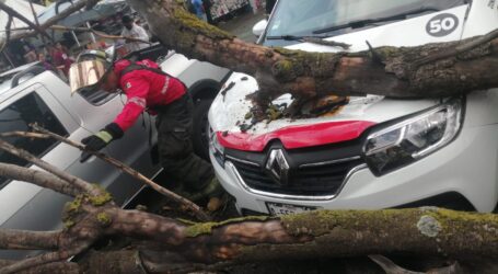 CAYÓ UN ÁRBOL EN ISIDRO FABELA, SOBRE DOS VEHÍCULOS, NO HUBO LESIONADOS