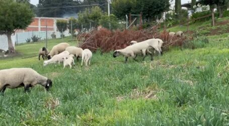 DETECTAN AVISTAMIENTO DEL GUSANO BARRENADOR EN OCUILAN