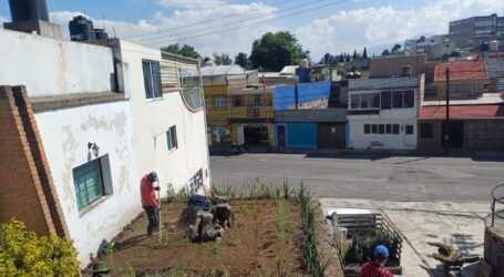 Promueve Ricardo Moreno biodiversidad urbana  con la instalación de jardines polinizadores
