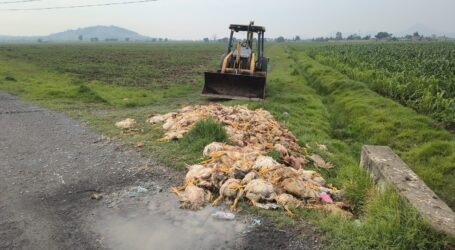 Investigación por tiradero de pollos putrefactos en San Pablo Autopan