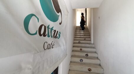 CATTUS, UN CAFÉ CON AROMA FELINO, FUNCIONA EN TOLUCA