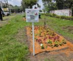 Impulsa Toluca la instalación de 100 jardines polinizadores