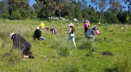 Plantan 1,600 árboles, pero no son de gran tamaño