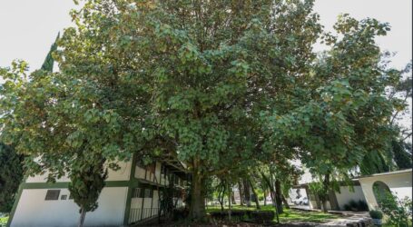 UAEMéx, referente nacional en la conservación del Árbol de las Manitas