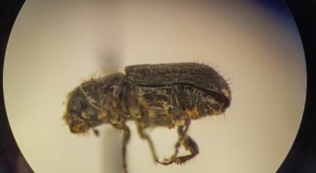 Atienden más de mil 648 hectáreas afectadas por plagas forestales