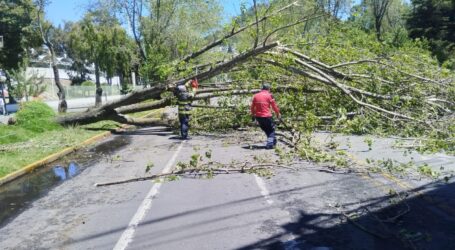 Se registraron encharcamientos, un domicilio afectado y retiro de árbol