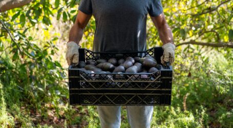 “México exporta más aguacate, pero gana menos”: reporte «aguacate: PANORAMA